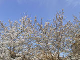 大島桜1