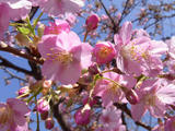 桜その1