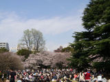 新宿御苑の桜1