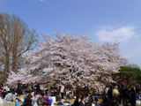 新宿御苑の桜2