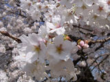 新宿御苑の桜3