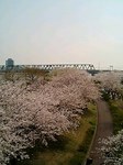 千本桜でお花見