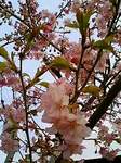近所に咲いてた“河津桜(かわづざくら)”