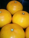 愛媛・新品種柑橘「せとか」