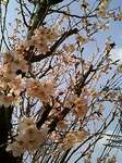 近所に咲いてた啓翁桜(けいおうざくら)2008