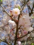 近所の公園に咲いてた「冬桜(ふゆざくら)」