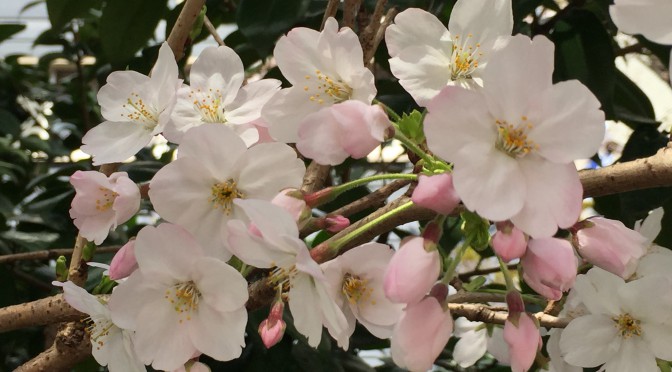 満開の桜（2016）　