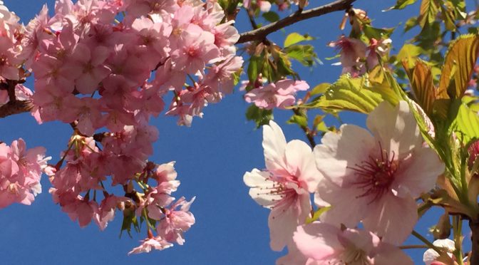 河津桜2017
