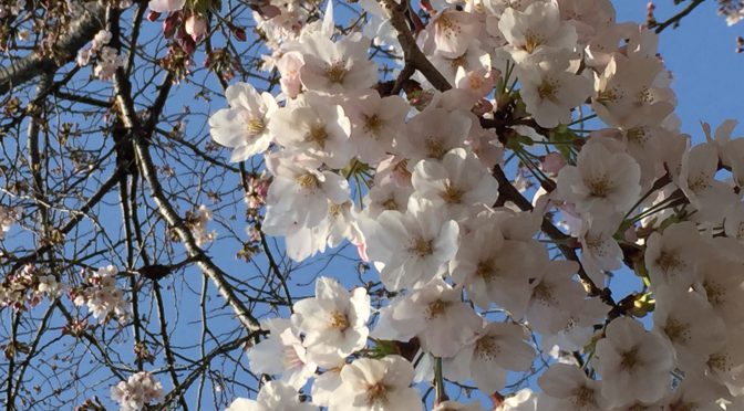 桜（ソメイヨシノ）2017
