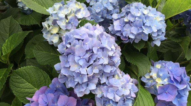 紫陽花（あじさい）2017