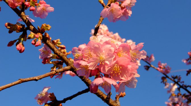 河津桜2018