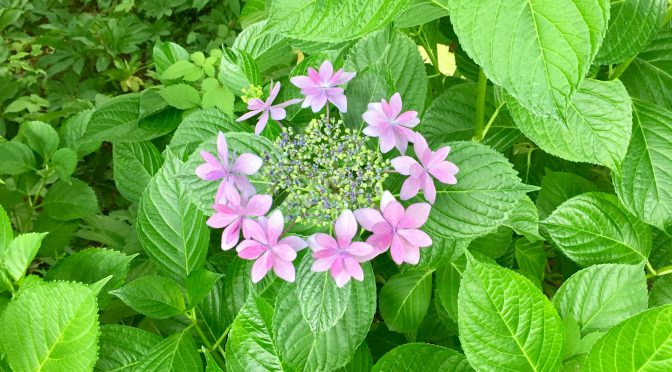 紫陽花（あじさい）