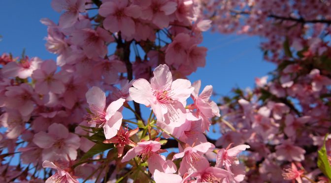 河津桜（2019）
