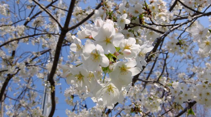 大島桜（2019）