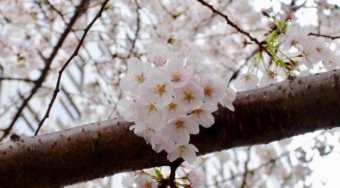 桜−ソメイヨシノ−（2019）