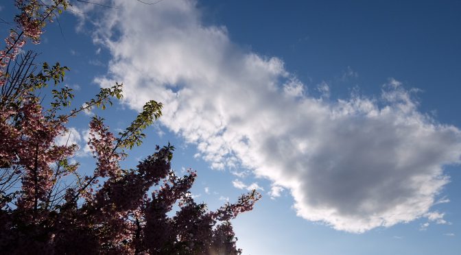 青空と桜そして夕陽（写真）