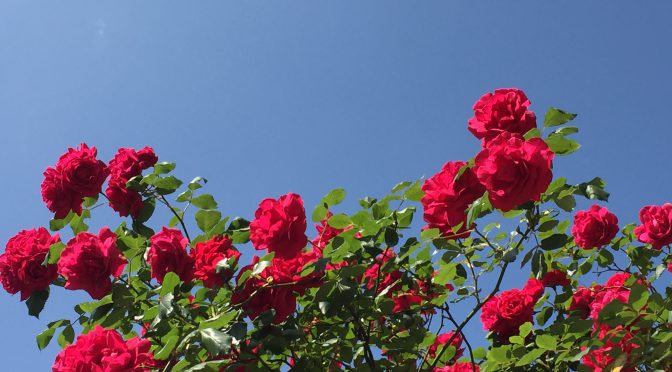 青空と赤い薔薇