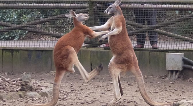 富士サファリパーク（カンガルーのケンカ⁉︎）