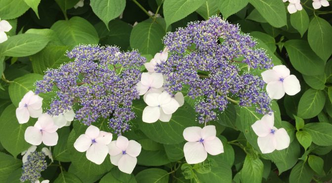 近所の公園に咲いてた紫陽花（2019）