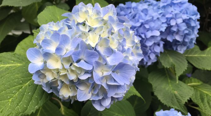 近所に咲いてた紫陽花(2019)