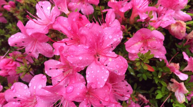 雨のサツキ？ツツジ？