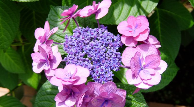 東京の実家近くに咲いてた紫陽花（2019）