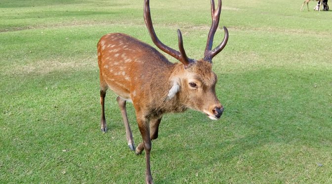 奈良公園の思い出