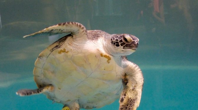 「むろと廃校水族館」