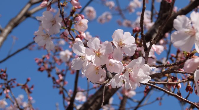 新宿東南口の桜（2020年）