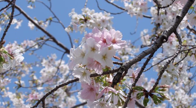 大島桜2020