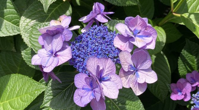 〜紫陽花（あじさい）2020〜