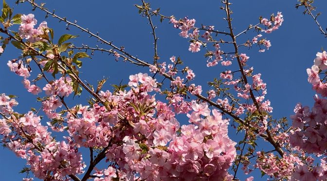 河津桜(2021年）