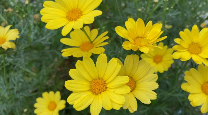 黄色いお花とピンクのお花