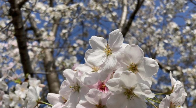 大島桜(2021年)