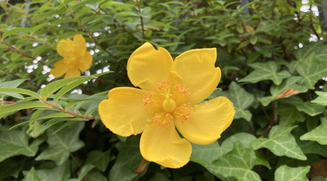 黄色いお花の金糸梅（きんしばい）