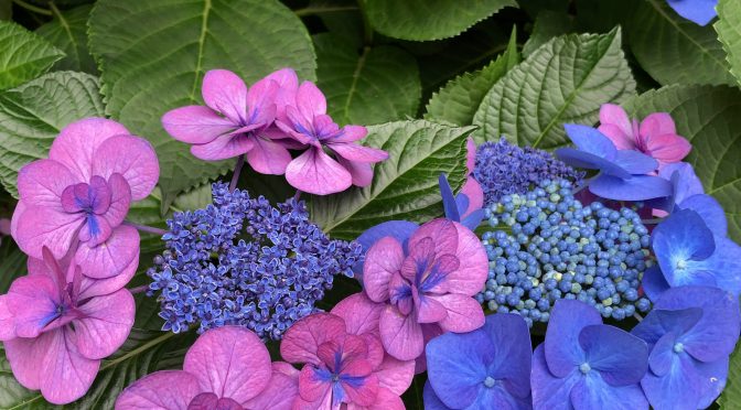 《紫陽花》2021年まとめて、ドン！