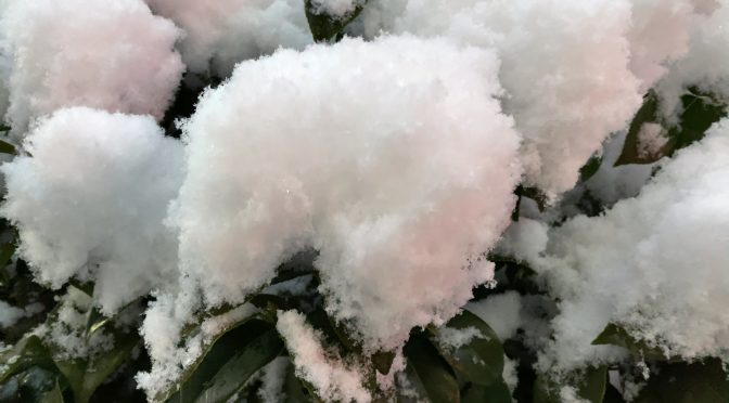 2022年1月東京の大雪