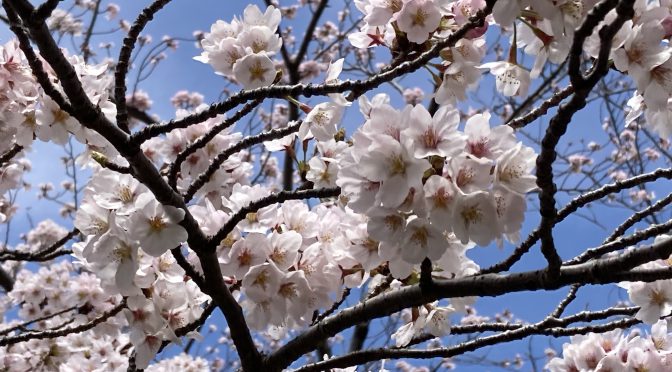 桜（ソメイヨシノ）2022年