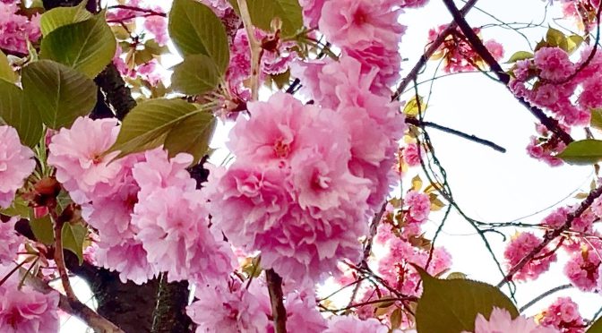 八重桜（2022年）