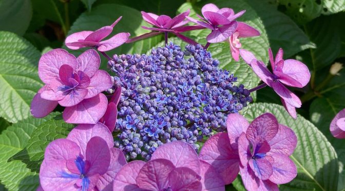 紫陽花（2022年）③