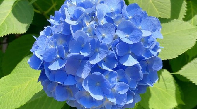 紫陽花（2022年）①