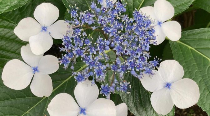 紫陽花（2022年）④