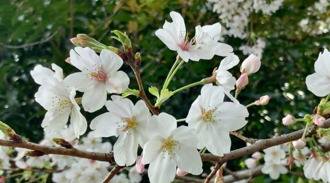 2023年“桜”まとめ