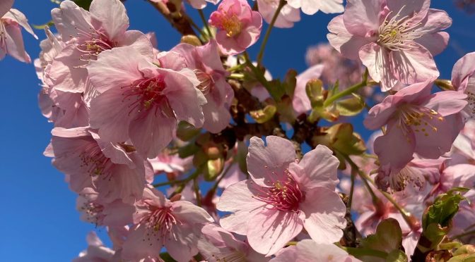 河津桜2024