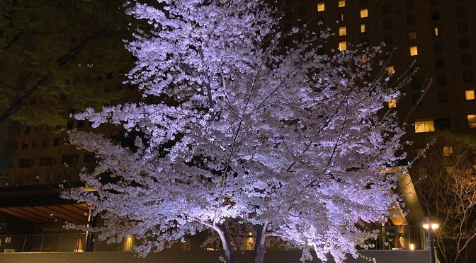 新宿中央公園で夜桜（ソメイヨシノ）